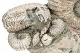 Tractor Ammonite (Douvilleiceras) Fossil - Monster Specimen! #207432-2